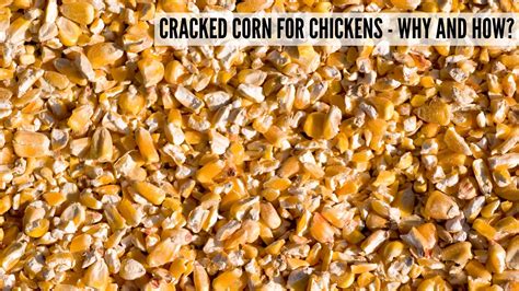 Cracked Corn For Chickens .